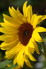 Sunflower in the Garden