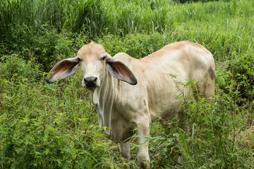 cow / animal wildlife