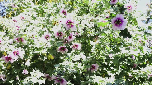 hibiscus syriacus althea rose of sharon flower tree moving in the wind under harsh direct sunlight