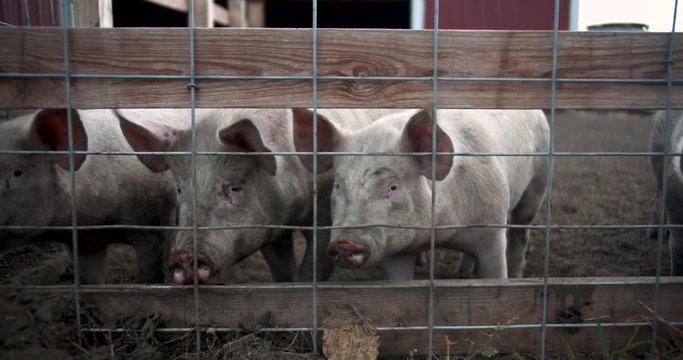 Pigs standing in a corral.