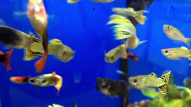 Colourful guppies swimming in an aquarium