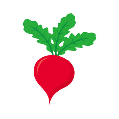Radish vector illustration isolated on white background. Radish clip art