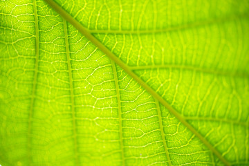 Close up Green leaf details.soft focus.