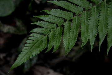 Green fern leaf against a black background