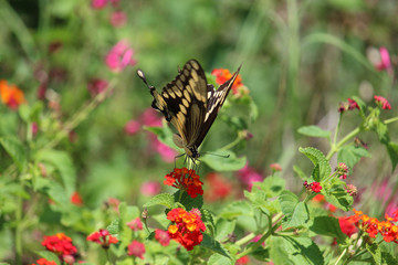 butterfly on flower