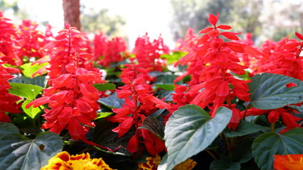 Beautiful red salvia (Salvia splendens)  in the garden
