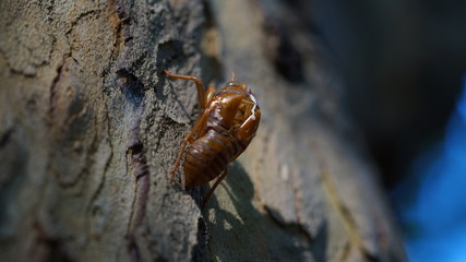 ant on a leaf