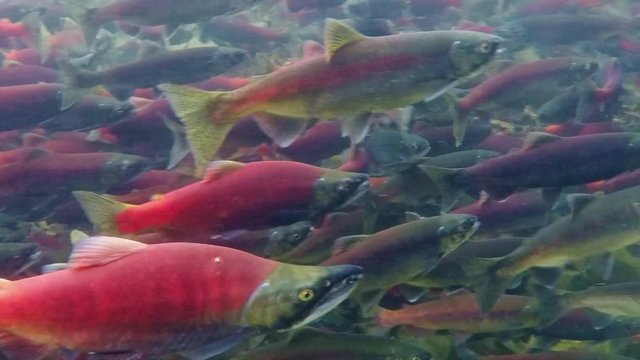 Kokanee salmon spawning upstream in creek , underwater video