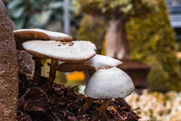 Mushrooms in the forest and nature