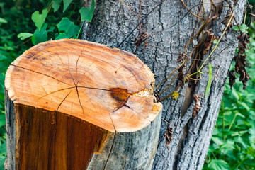 The fungus on the tree when it rains
