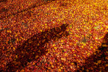 Red yellow autumn maple leaves covered ground with human shadow