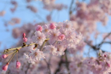 桜
