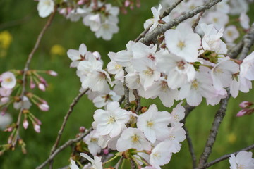 山桜