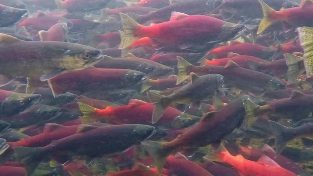 Kokanee salmon spawning upstream in creek , underwater video
