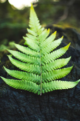 Jungle Fern