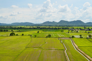 A wide view of green rice field