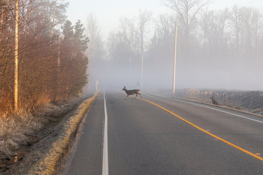 Deers crossing road during early misty morning