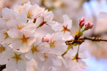 桜