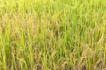 Obraz premium Paddy rice in field in rainy season.