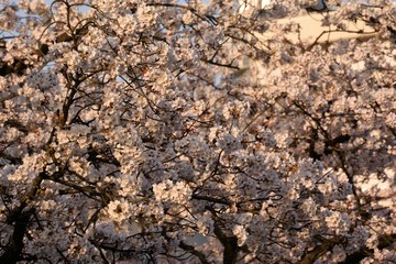 桜満開