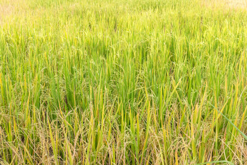 Paddy rice in field in rainy season.