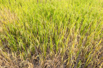 Paddy rice in field in rainy season.