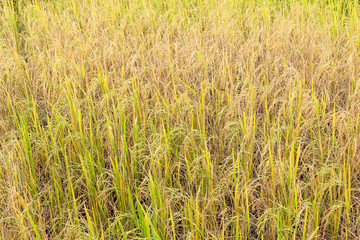 Paddy rice in field in rainy season.