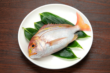 黄鯛