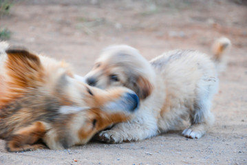 Dog playful biting her mother