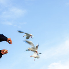 Man On Ferry Boat And Feeding Seagulls