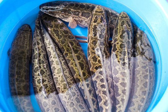 Top view of live Snakehead fish or Channidae (cau trau) sold at the local market in Ninh Binh Vietnam