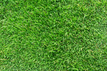 Green grass texture for background. Green lawn pattern and texture background.