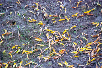 Yellow leaves on the forest grey ground.