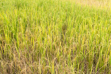 Paddy rice in field in rainy season.