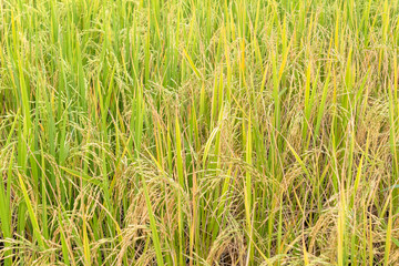 Paddy rice in field in rainy season.