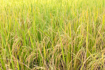 Paddy rice in field in rainy season.