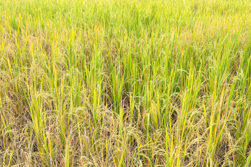 Paddy rice in field in rainy season.