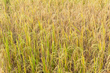 Paddy rice in field in rainy season.