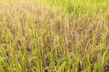 Paddy rice in field in rainy season.