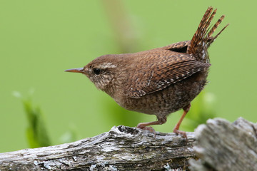 Zaunkönig