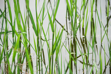 Green reed grass plants growing in the lake. reflection.