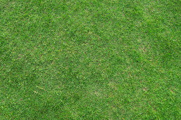 Plakat Green grass texture for background. Green lawn pattern and texture background.
