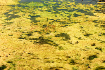 frog in the water polluted by blooming blue-green algae.