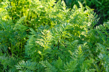 carrot tops in the garden