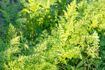 carrot tops in the garden