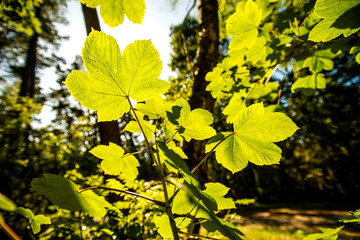 maple leaf back light