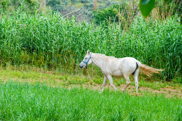 White horse on a fresh green pasture with a natural fresh green area.