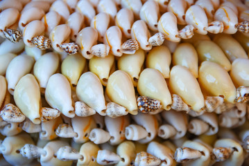 White cowrie shells. As background or texture.