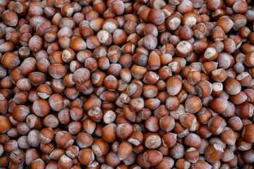 Raw hazelnuts in the shell