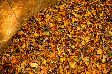 autumnal painted leaves on a street